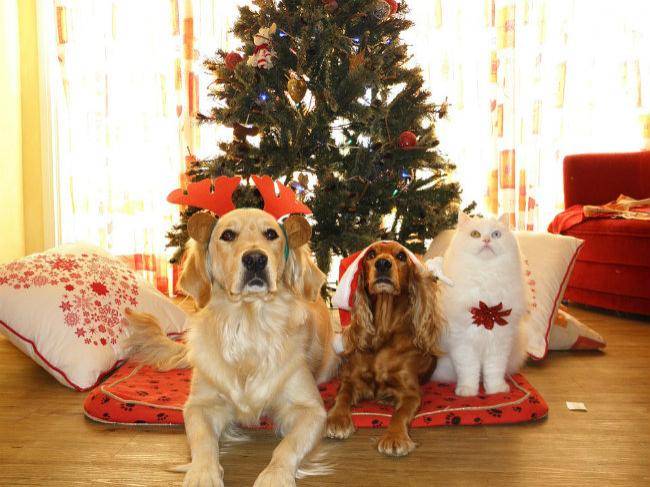 Conseils pour Protéger le Sapin de Noël de Votre Chat et Chien