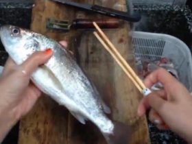 Vider un poisson à la façon asiatique en utilisant des baguettes chinoises