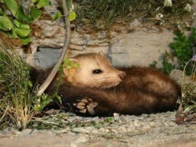 Comment se débarrasser des fouines