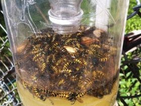 Piège à guêpes DIY