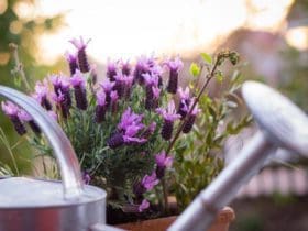 Les plantes répulsives des insectes