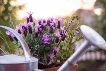 Les plantes répulsives des insectes