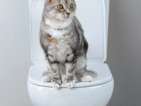 Apprendre à un chat à aller aux toilettes