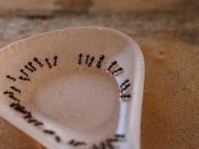 Débarrassez-vous des fourmis sans produits chimiques