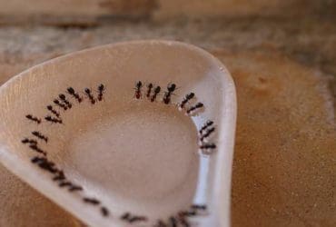 Débarrassez-vous des fourmis sans produits chimiques