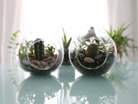 Comment faire un terrarium