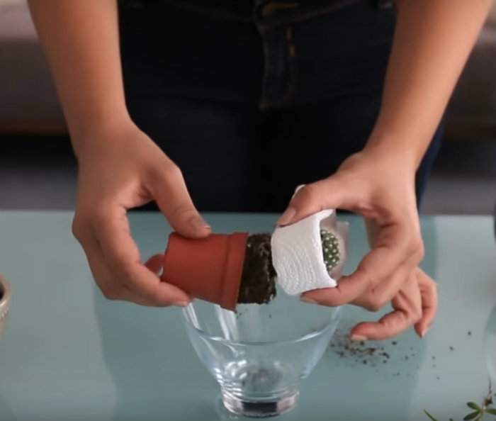 enlever un cactus de son pot sans se faire piquer