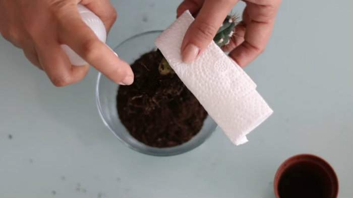 vaporiser de l'eau sur les racines du cactus pour enlever l'excédent de terre