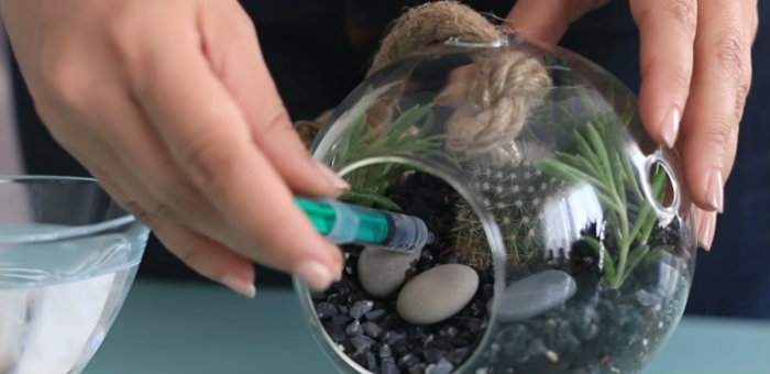 Arroser le terrarium avec une seringue pour éviter les éclaboussures
