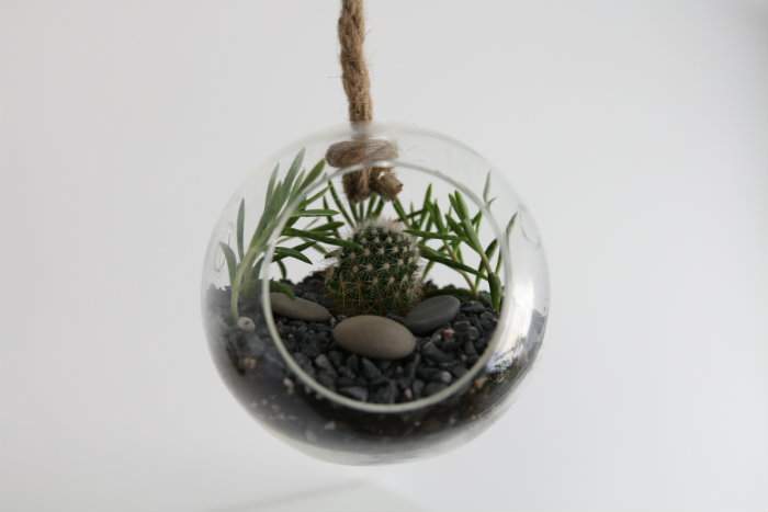 terrarium planté suspendu