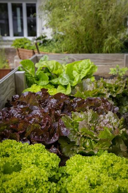 potager de salades en pot sur un balcon