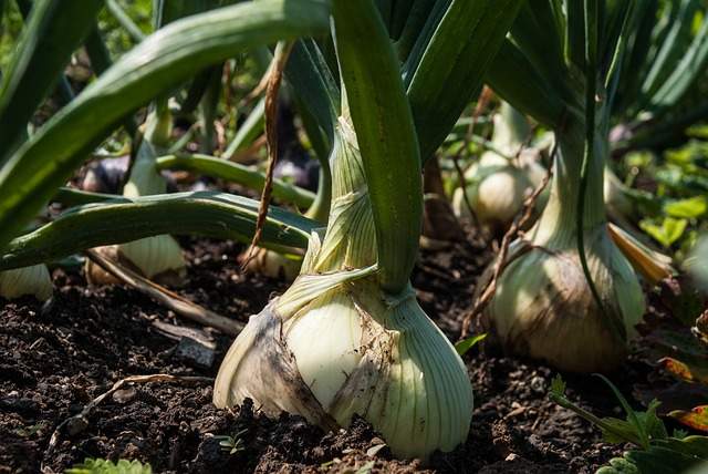 plant d'oignon utile pour repousser les vers ronds et les asticots