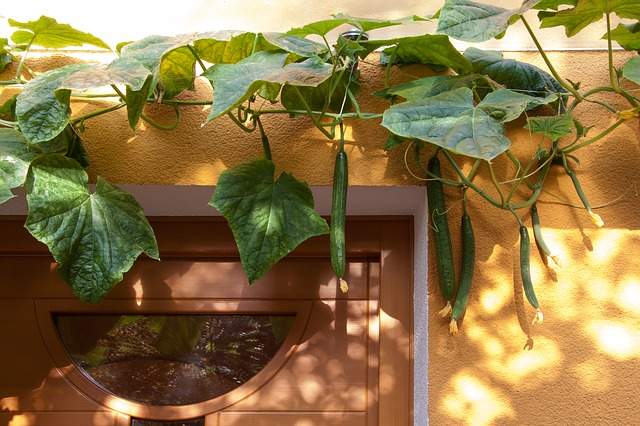 plant de concombre grimpant au-dessus d'une porte