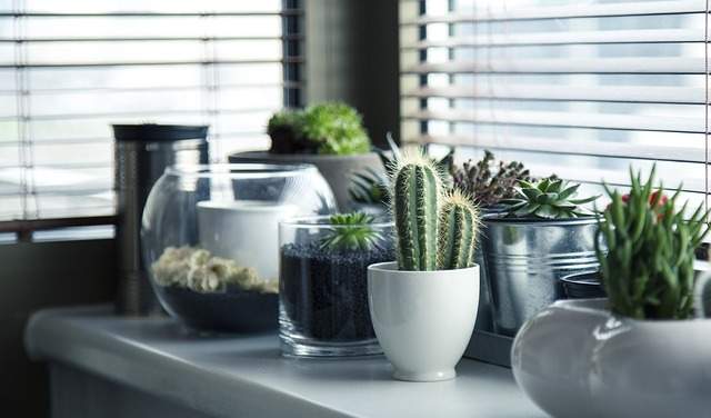 plantes d'intérieur pour purifier l'air