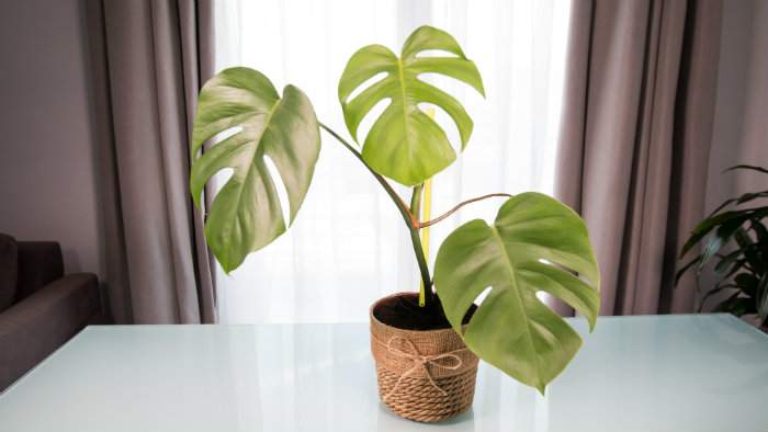 Pot décoré avec de la corde de jute