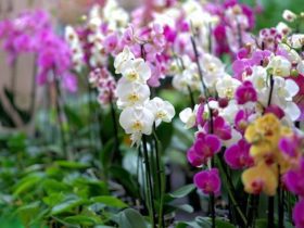 Comment planter et entretenir des orchidées à l'extérieur