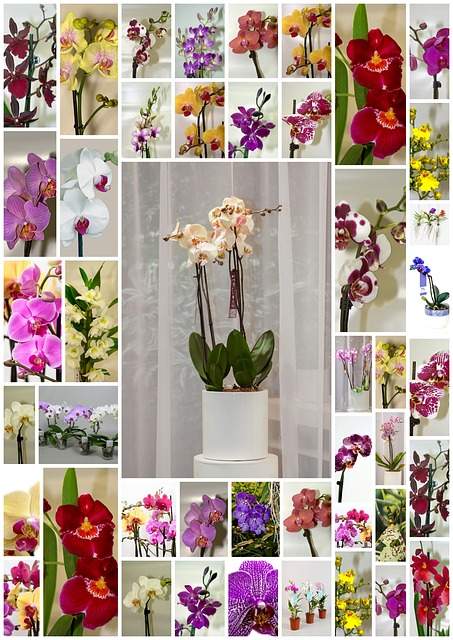 Quel type d'orchidée choisir pour le jardin