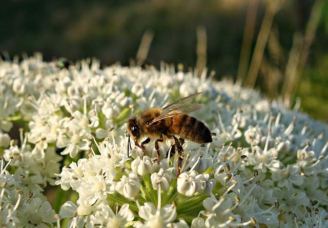 la berce du Caucase une plante envahissante dangereuse pour la santé