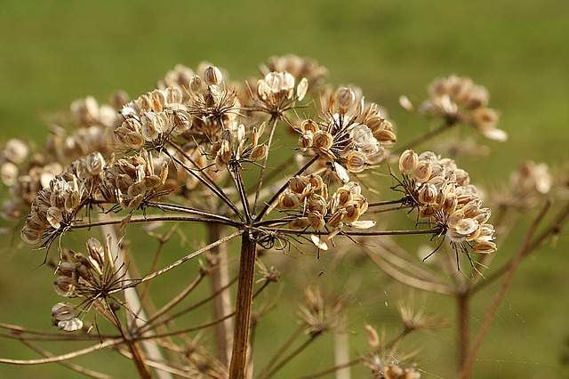Heracleum mantegazzianum ou berce du Caucase une plante envahissante qui provoque des brûlures sur la peau et les yeux
