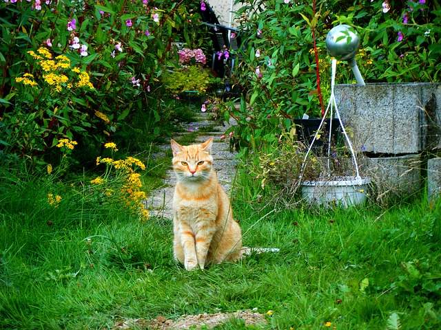 Comment éloigner les chats de votre potager