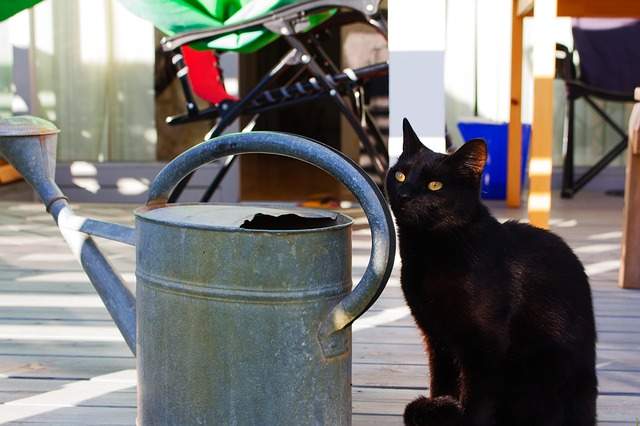 chat à côté d'un arrosoir