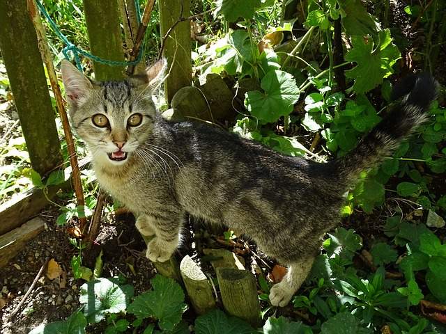 chaton dans les plantes du potager