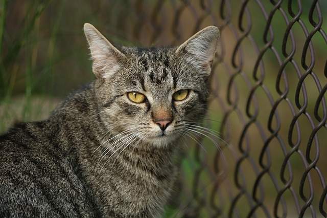 chat devant un grillage de jardin