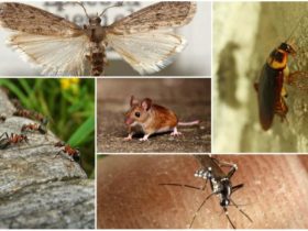 Traitements naturels pour lutter efficacement contre les insectes et les animaux nuisibles à la maison
