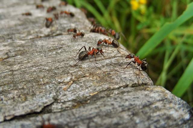 fourmis sur une pierre dans le jardin