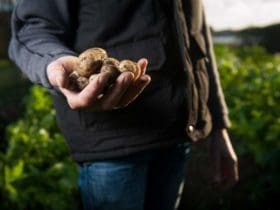 Comment éliminer les pesticides des fruits et des légumes