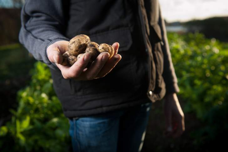 Comment éliminer les pesticides des fruits et des légumes