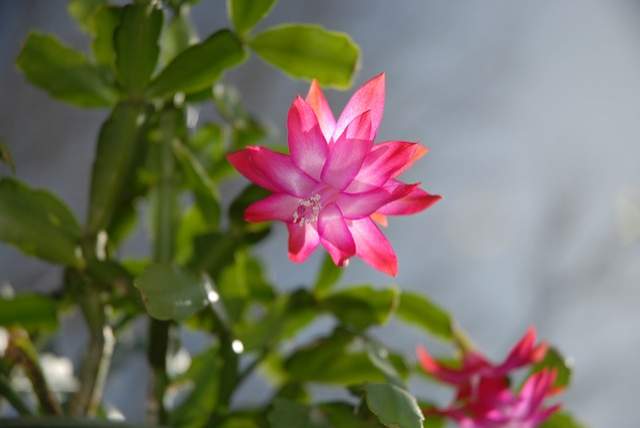 Guide d'Entretien pour Faire Fleurir Votre Cactus de Noël