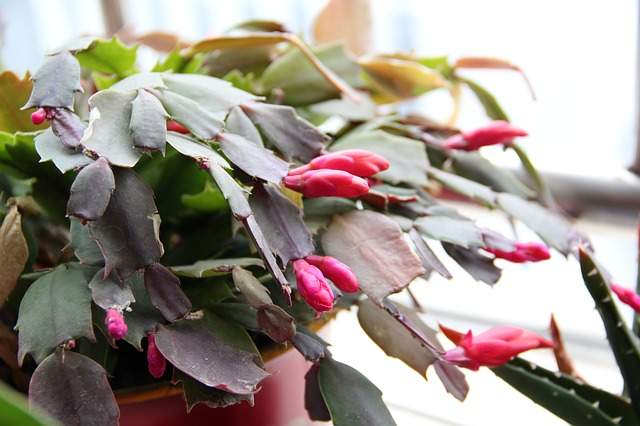 cactus de Noel, bourgeons de fleurs