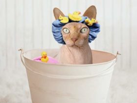 Quand et comment laver son chat