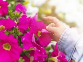 Liste des plantes d'intérieur toxiques et comment en protéger ses enfants et ses animaux de compagnie