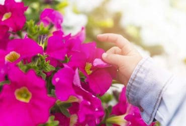 Liste des plantes d'intérieur toxiques et comment en protéger ses enfants et ses animaux de compagnie