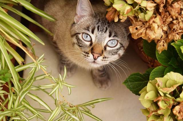 certaines plantes d'intérieur sont toxiques pour le chat