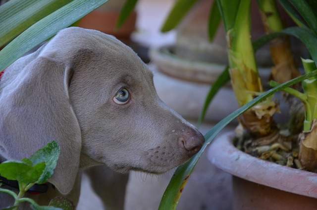 certaines plantes d'intérieur sont toxiques pour le chien