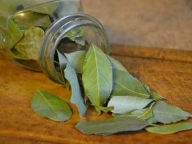 Santé beauté et bien-être : les bienfaits méconnus du laurier