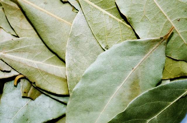 feuilles de laurier séché