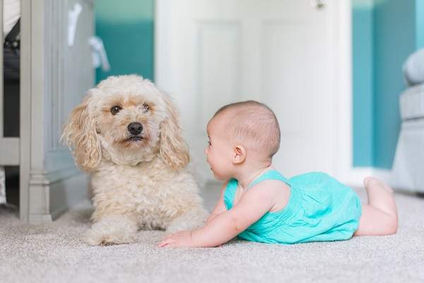 Les animaux de compagnie protègent votre bébé de l'asthme et des allergies