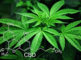 Pourquoi et comment consommer du CBD