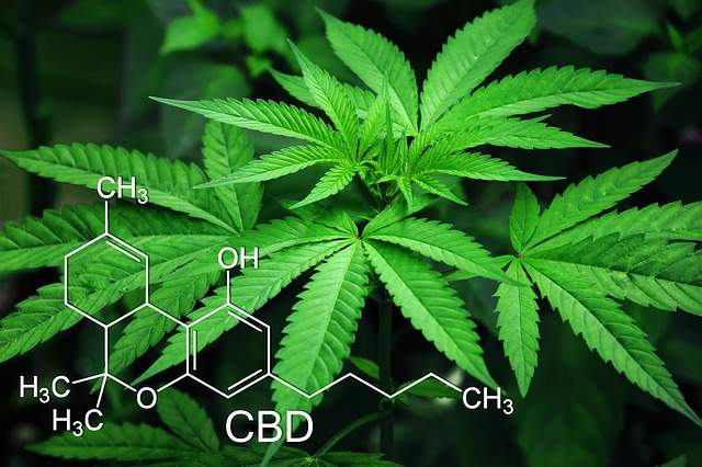 Pourquoi et comment consommer du CBD