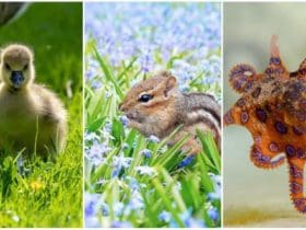 Attention ! Ces créatures ont une apparence innocente mais sont extrêmement dangereuses