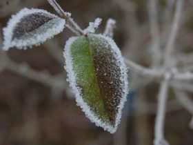 Les plantes qui résistent au froid et au gel