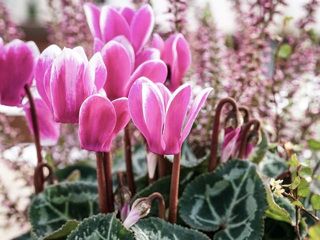 Cyclamen de Naples