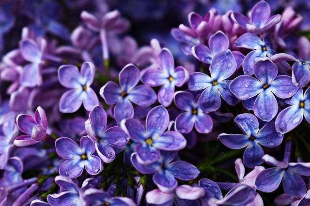 Lilas