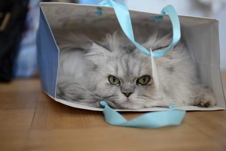 Sac pour chat