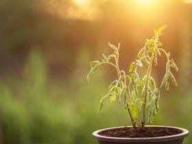 Comment ressusciter une plante presque morte