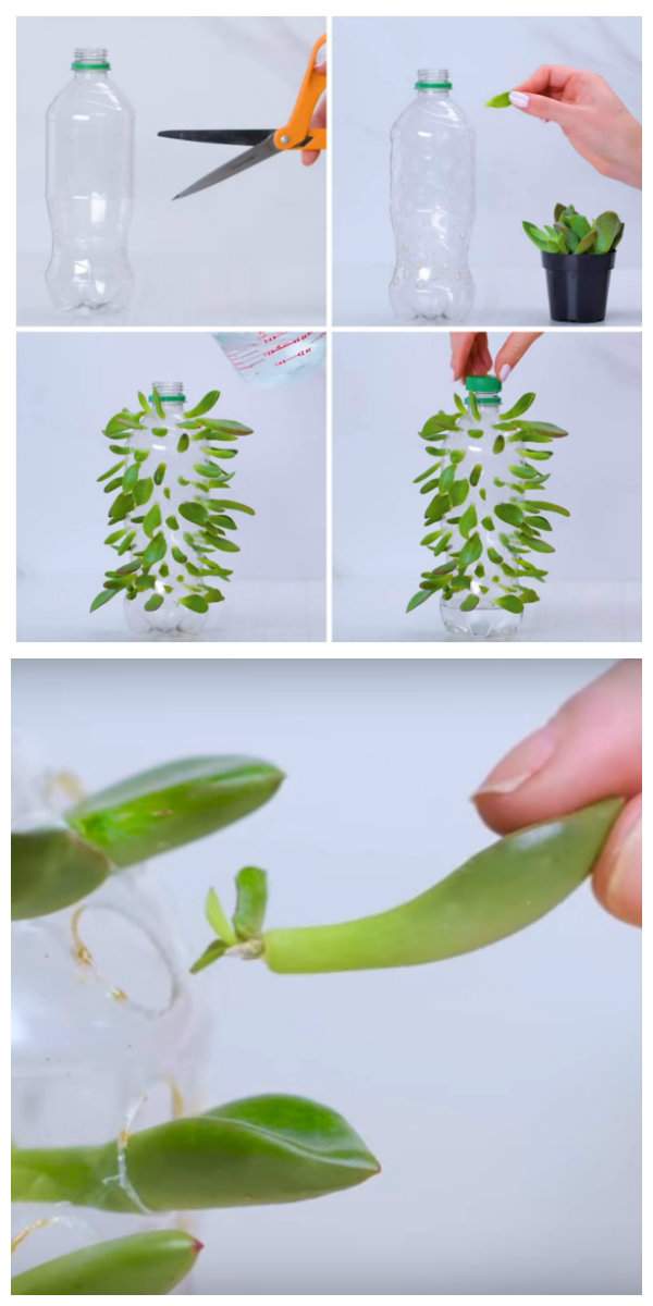 Faire pousser des plantes succulentes